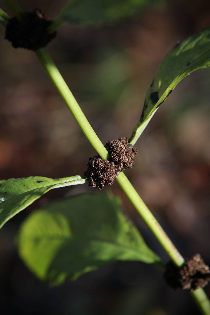 Photo of Virginia Bugleweed