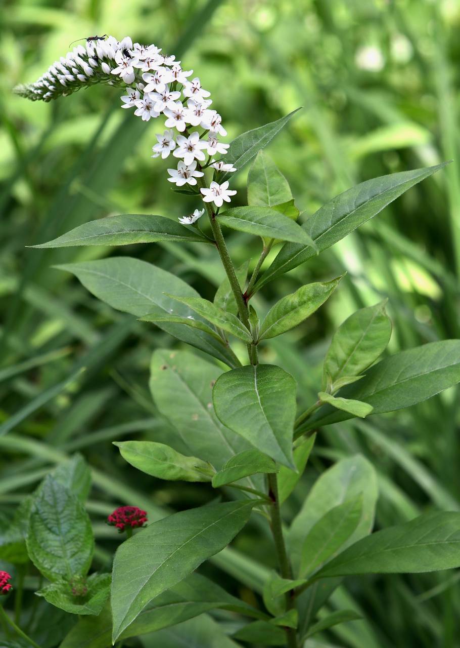 Photo of Gooseneck Loosestrife