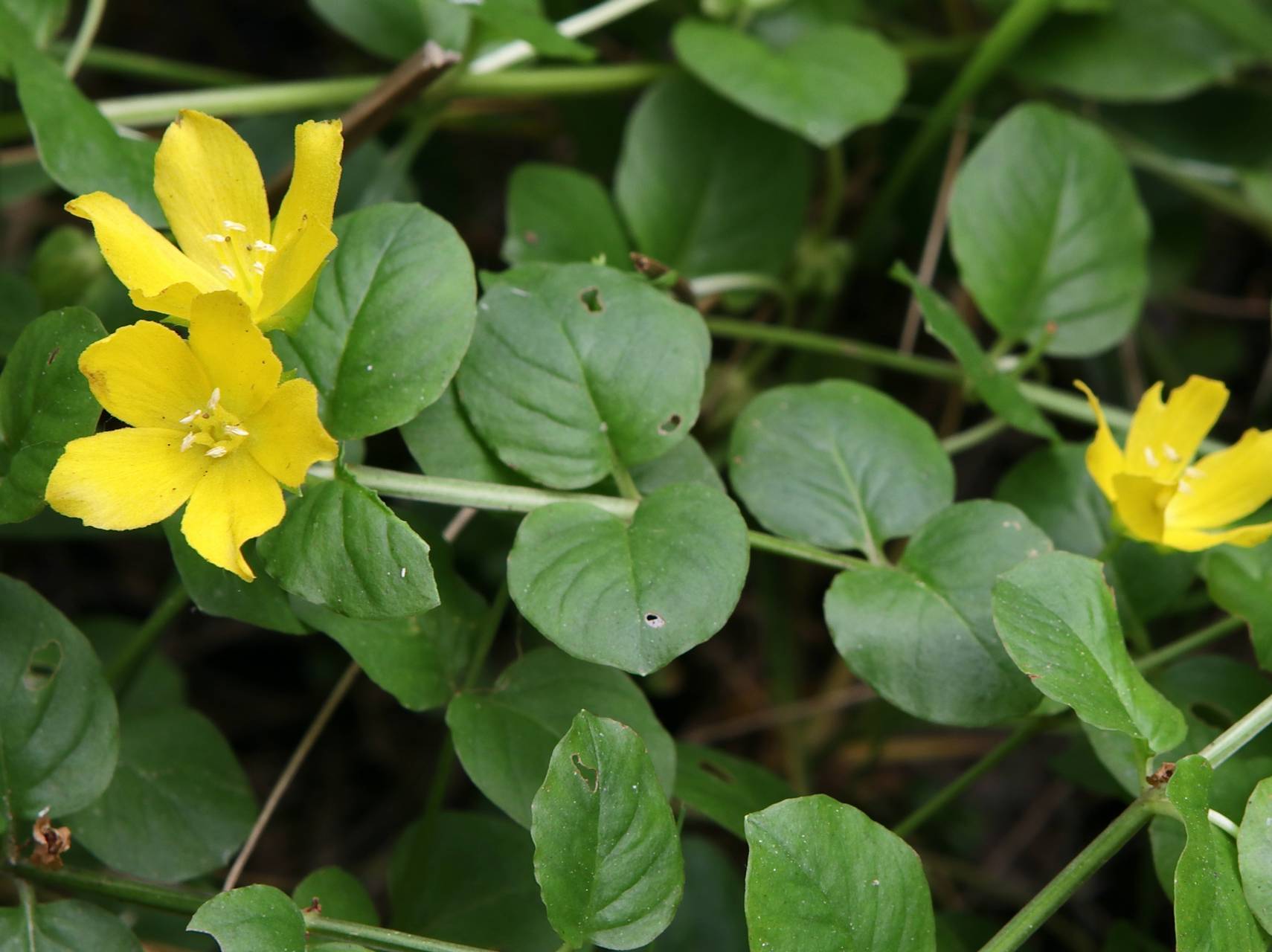 Photo of Moneywort