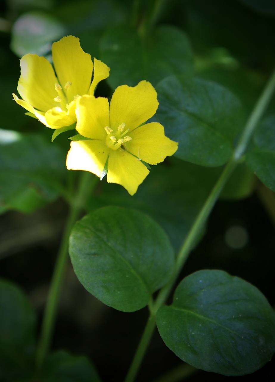 Photo of Moneywort