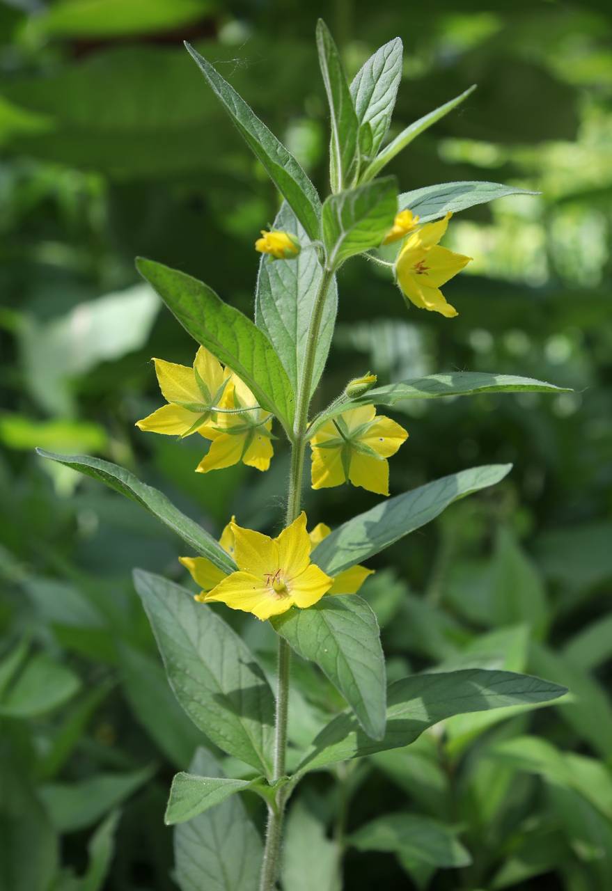 Photo of Whorled Loosestrife