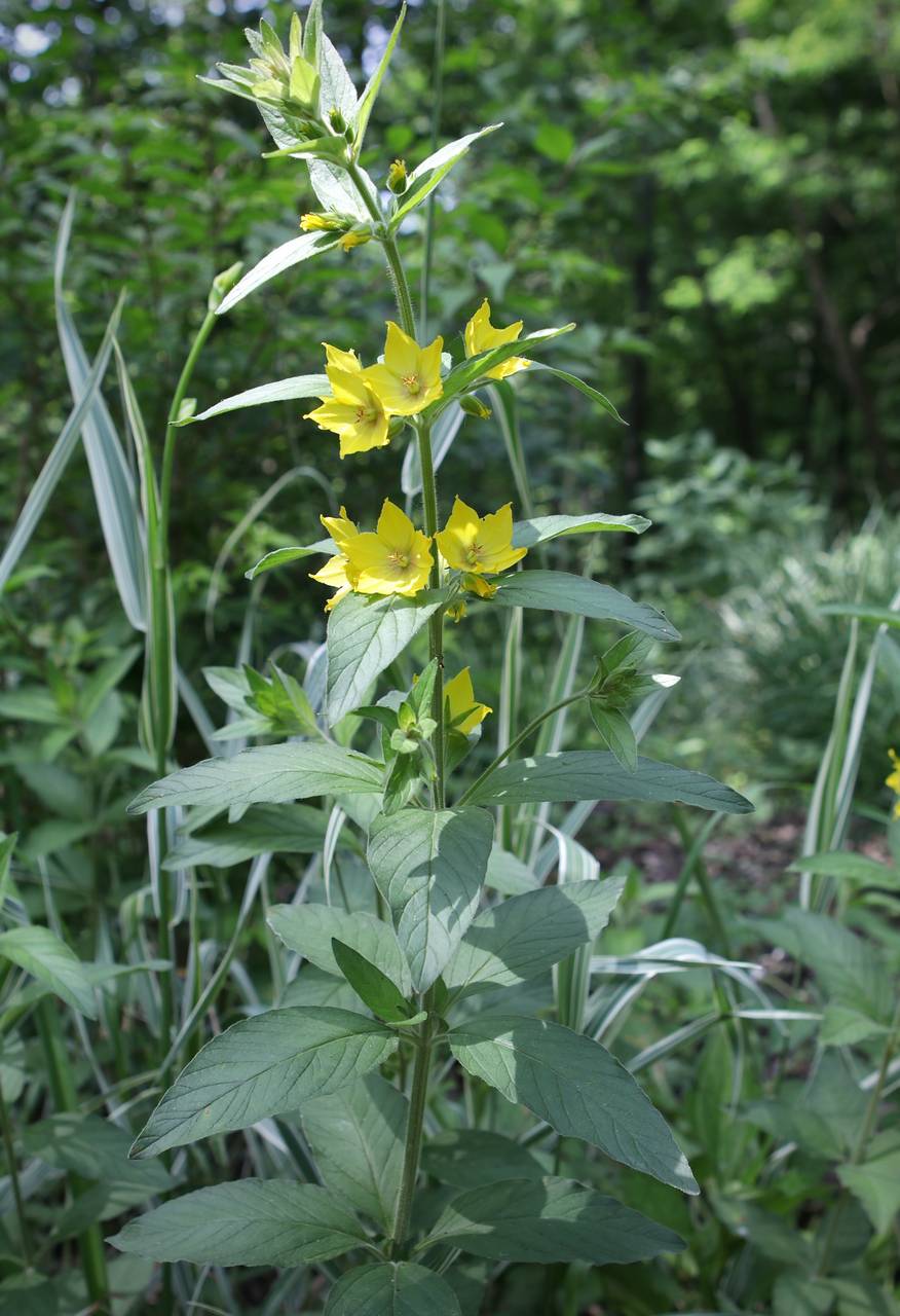Photo of Whorled Loosestrife
