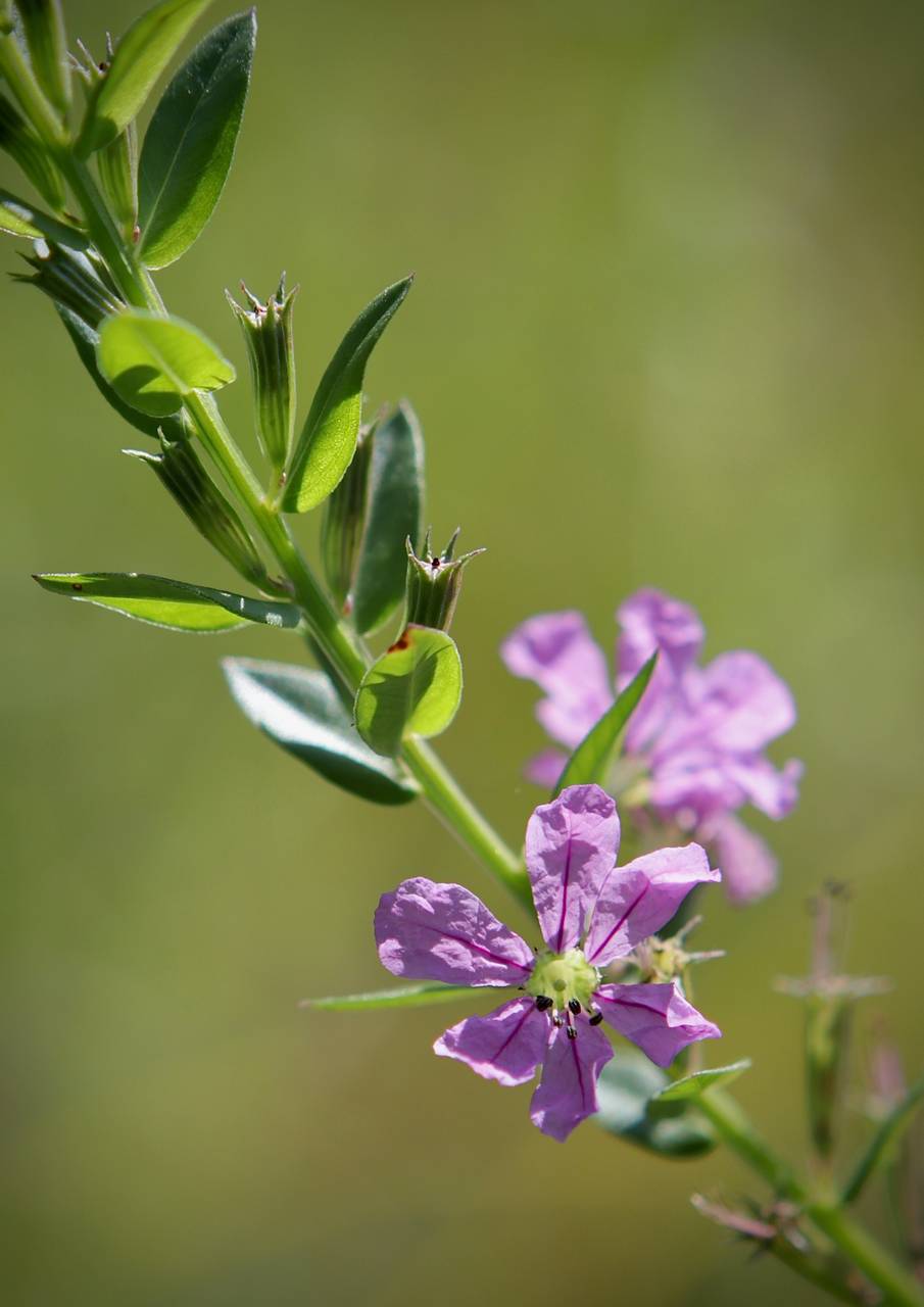 Photo of Winged Loosestrife