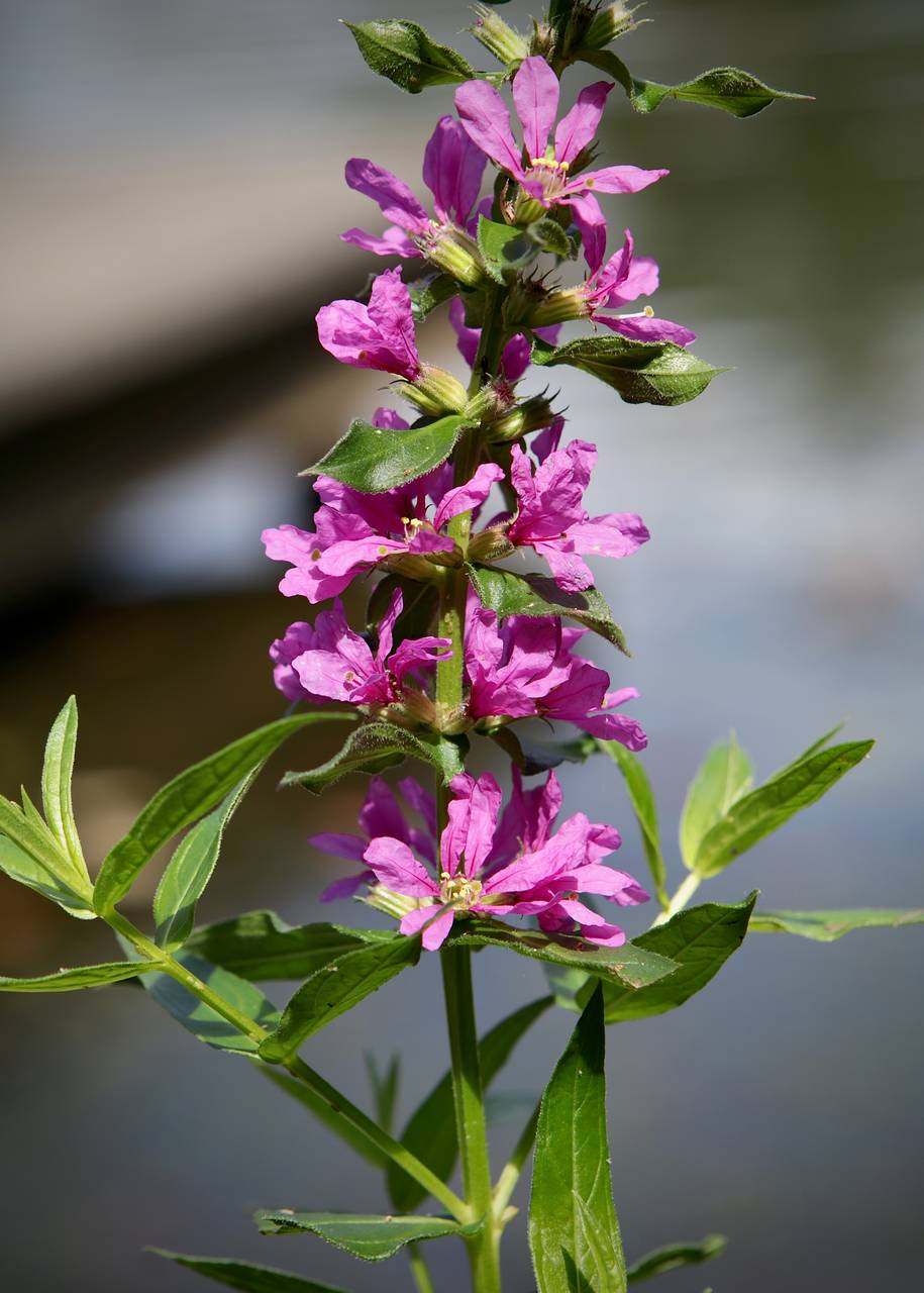 Photo of Purple Loosestrife