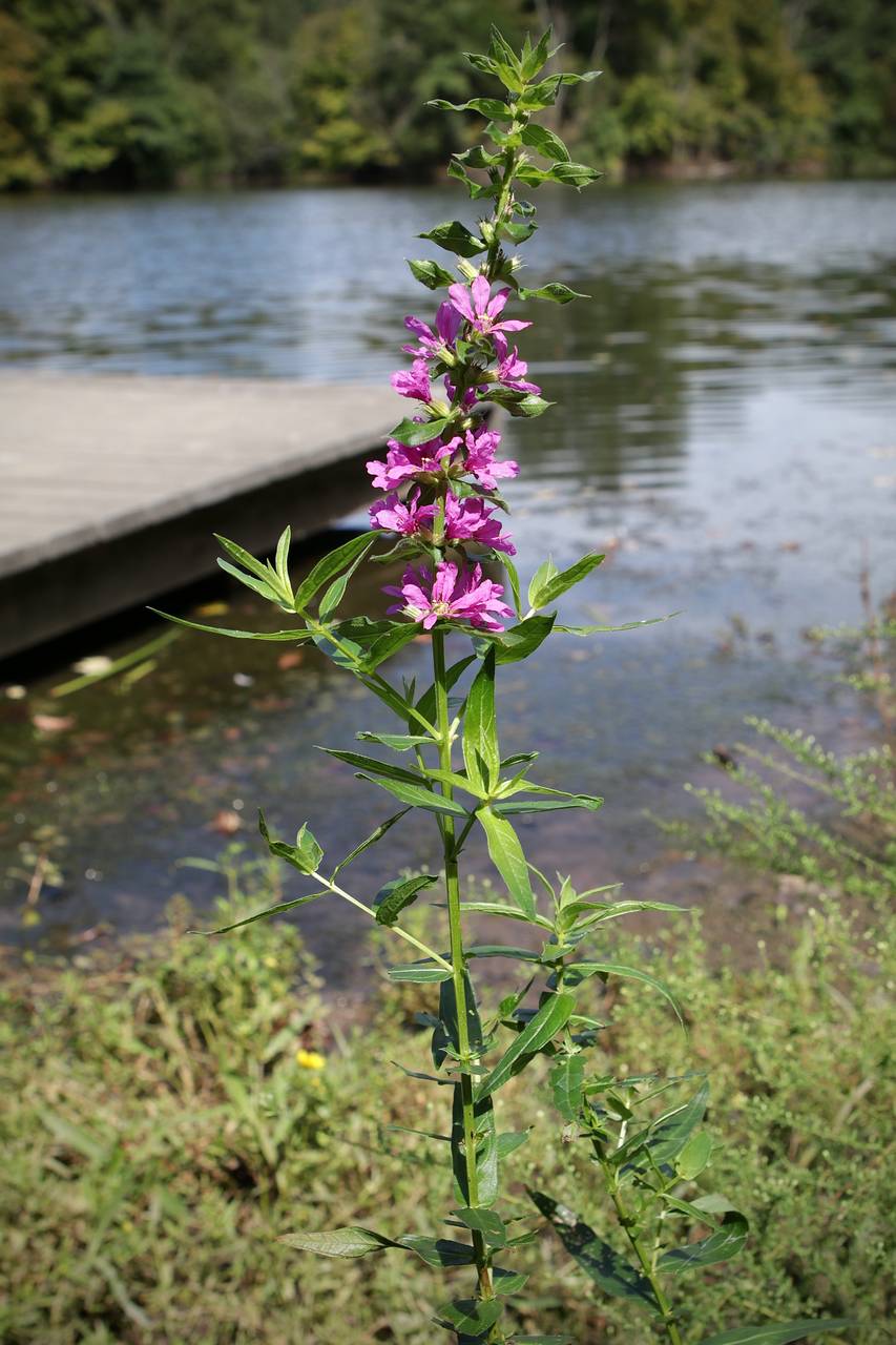 Photo of Purple Loosestrife