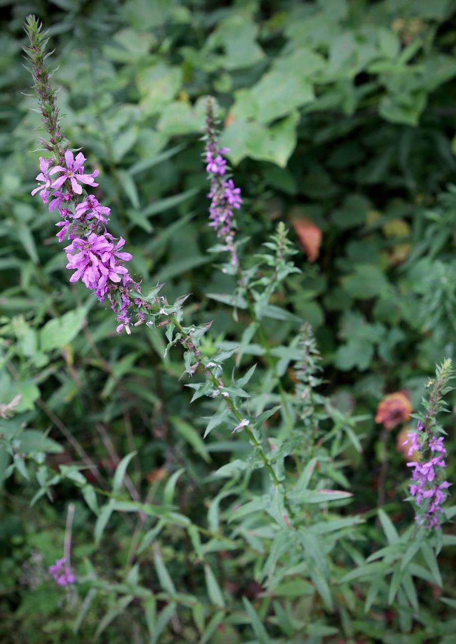 Photo of Purple Loosestrife