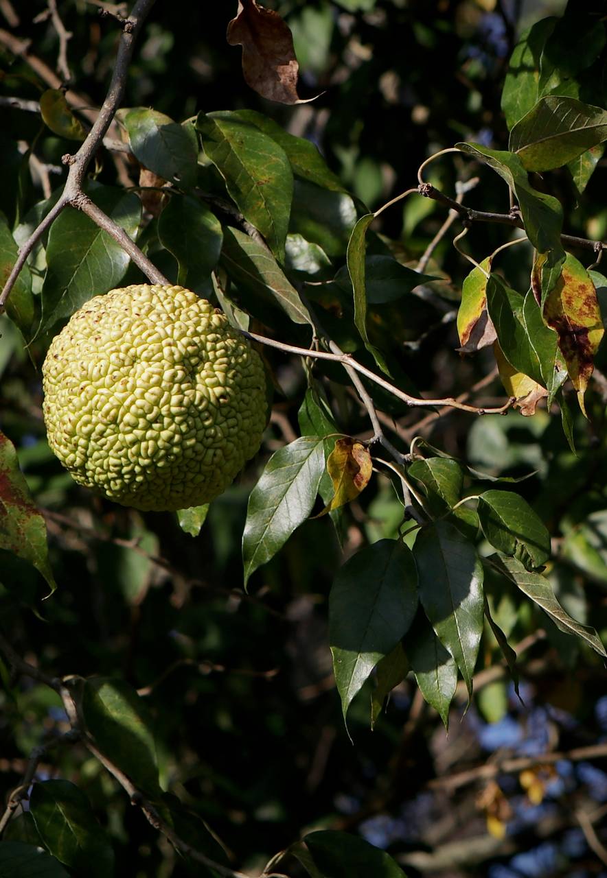 Photo of Osage-Orange