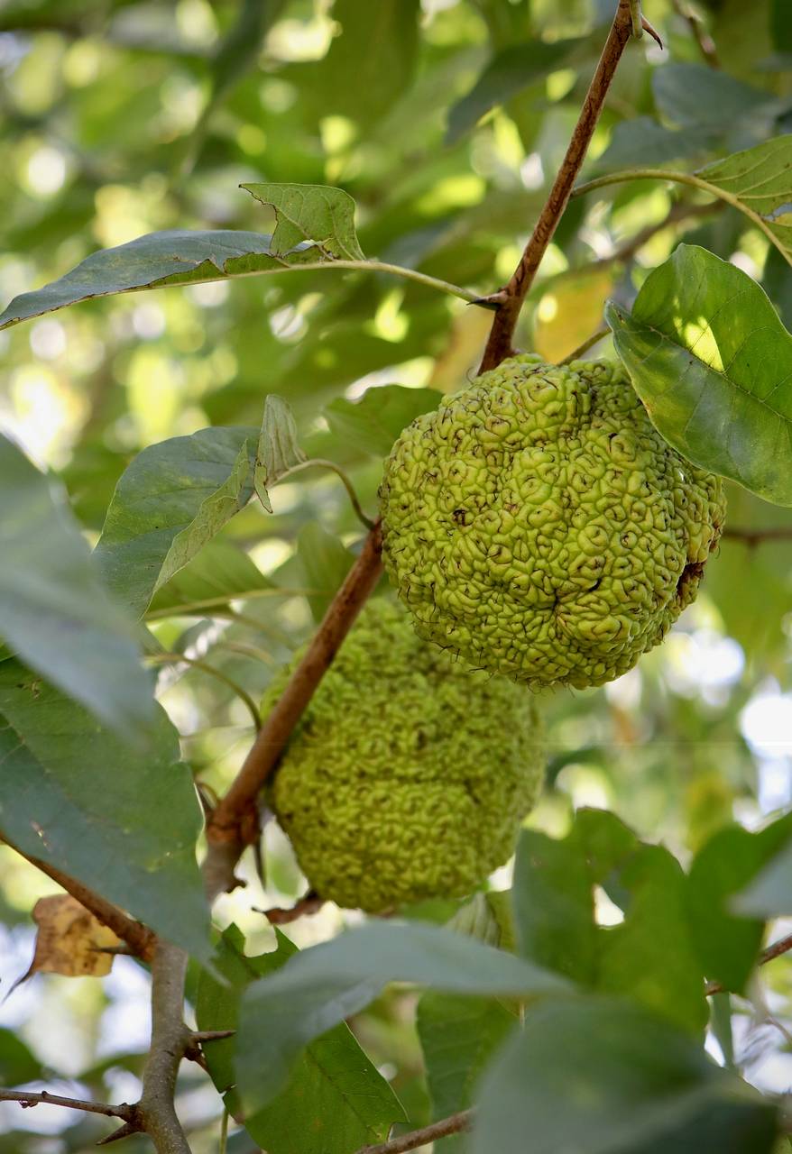 Photo of Osage-Orange