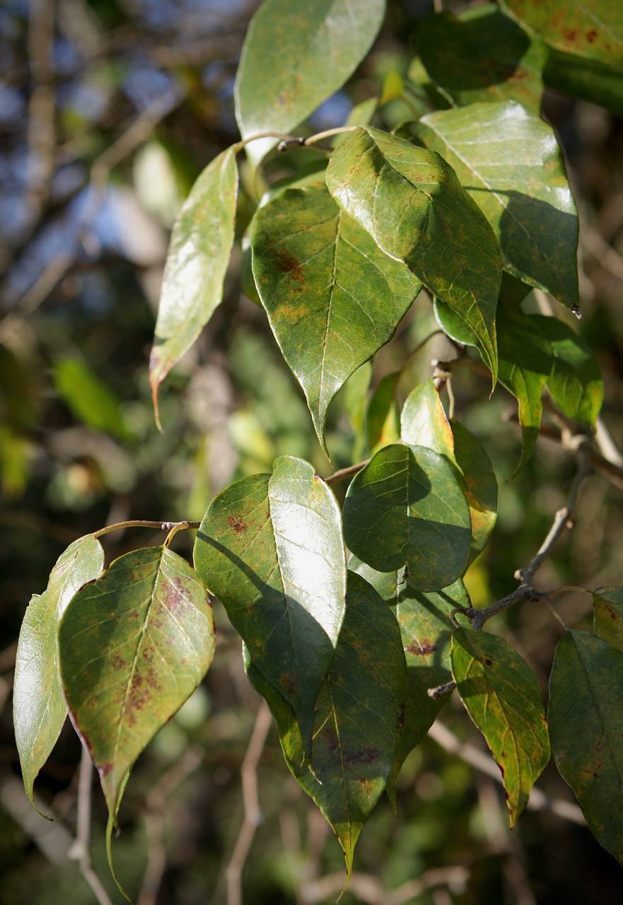 Photo of Osage-Orange