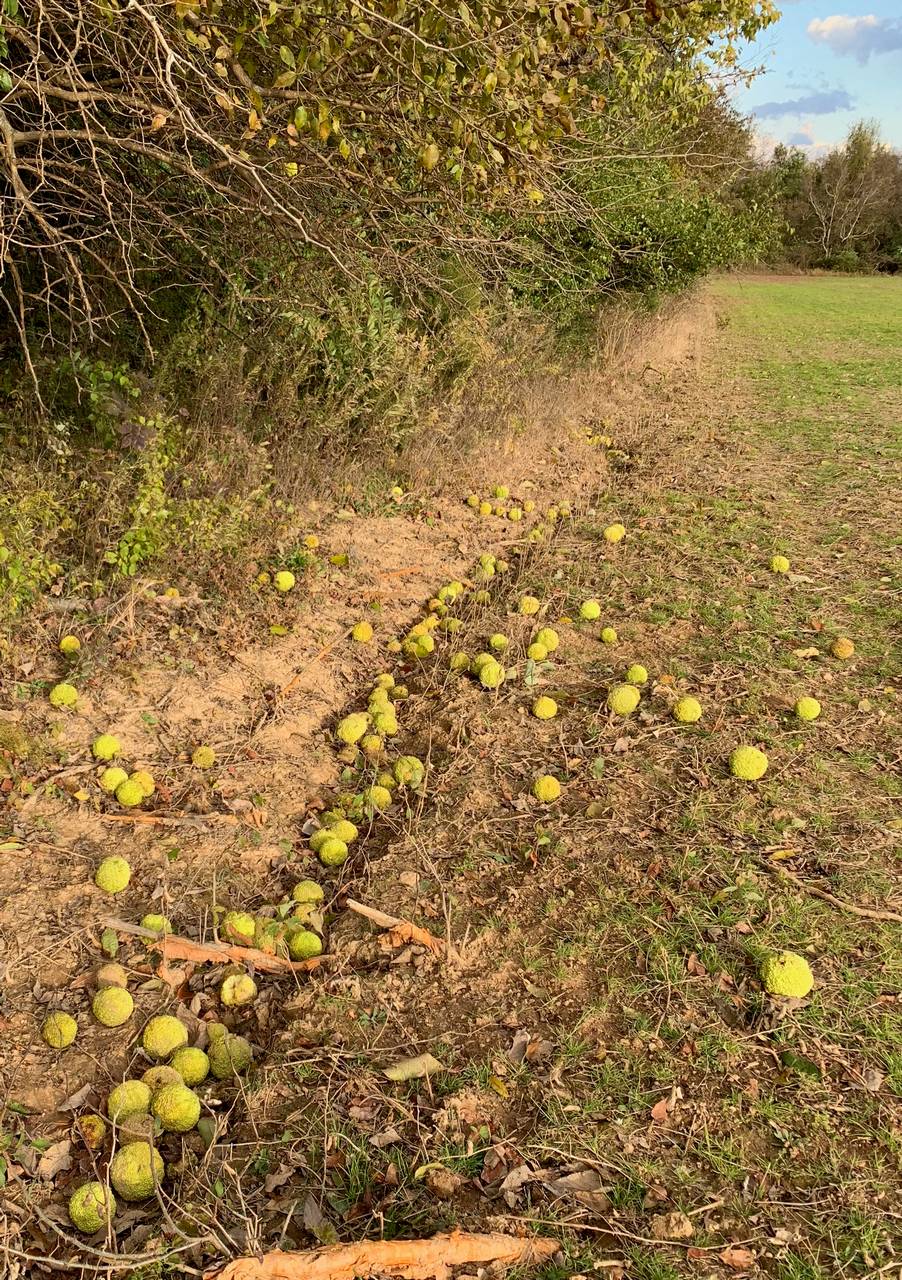 Photo of Osage-Orange