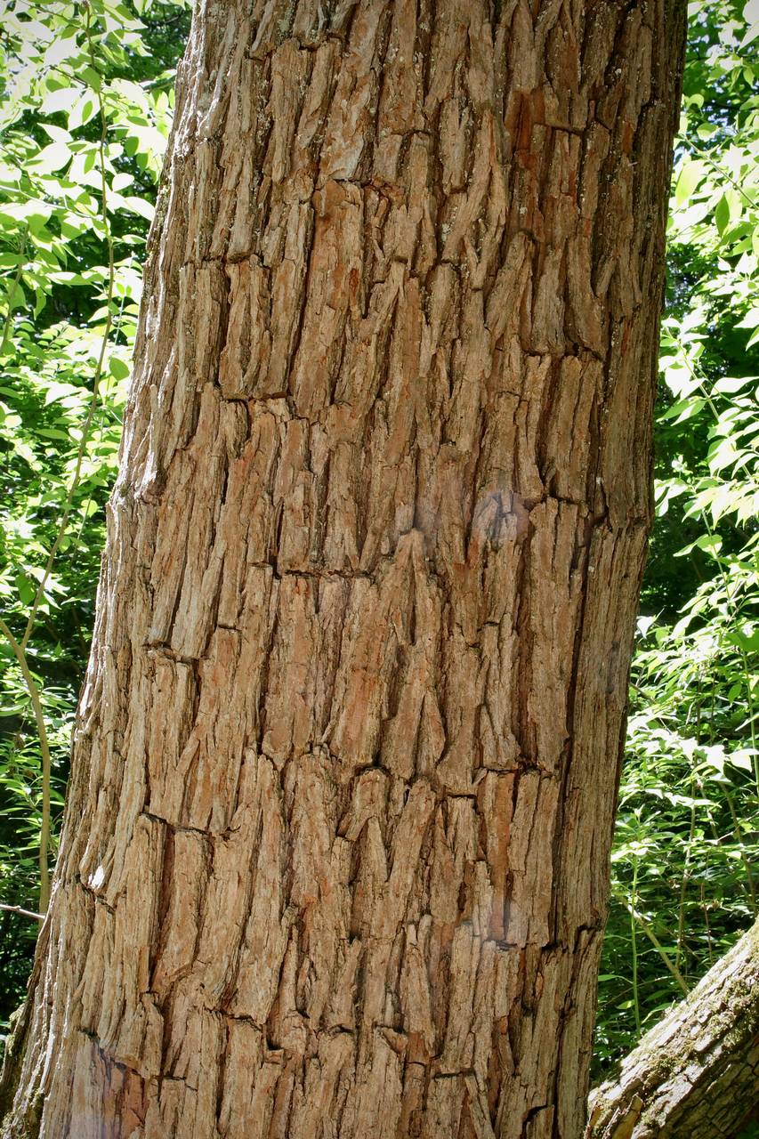 Photo of Osage-Orange