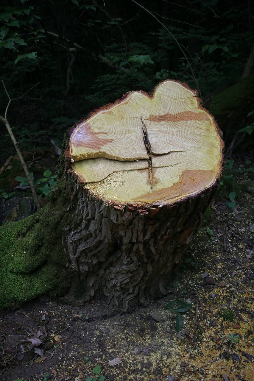 Photo of Osage-Orange