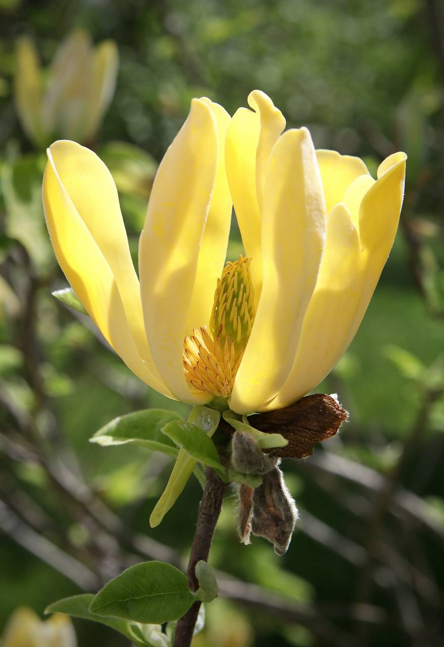 Photo of Cucumber Tree