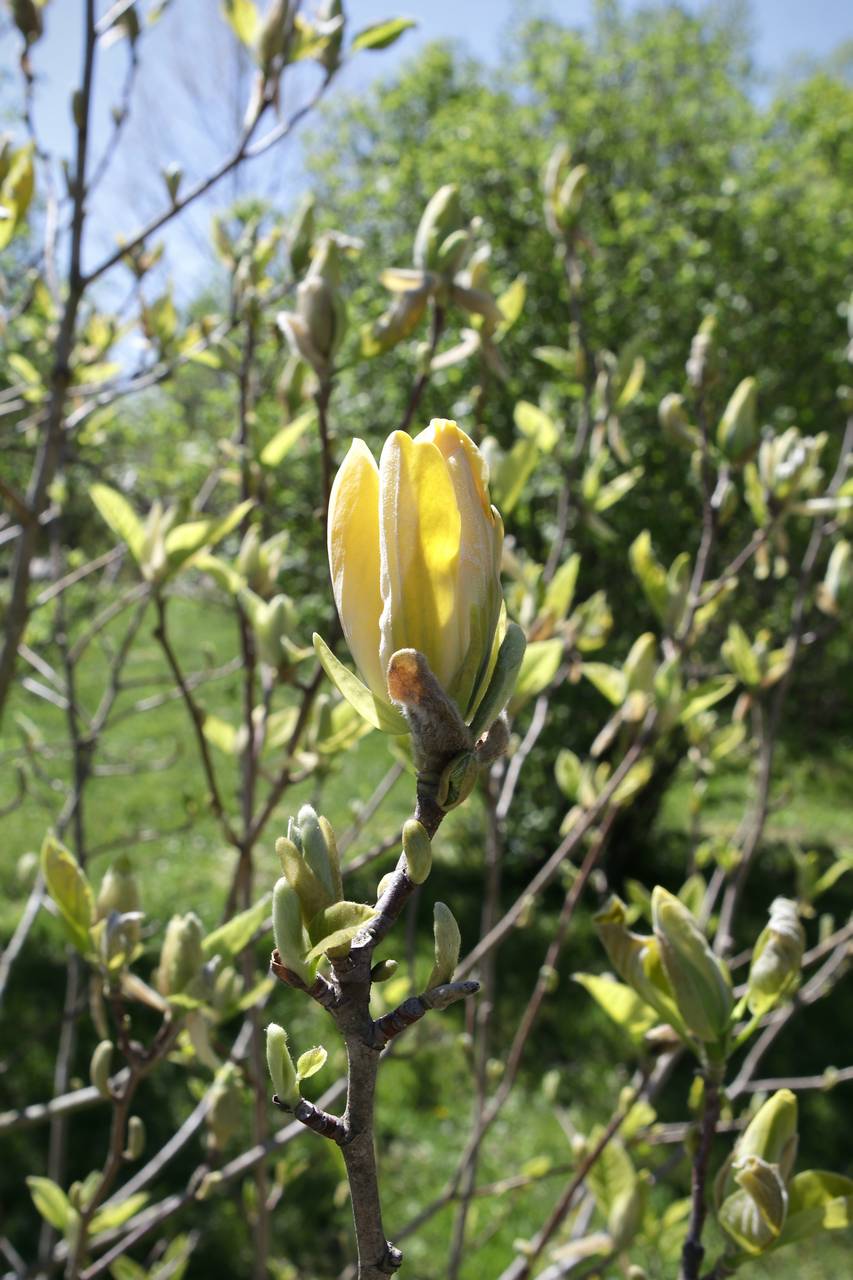 Photo of Cucumber Tree