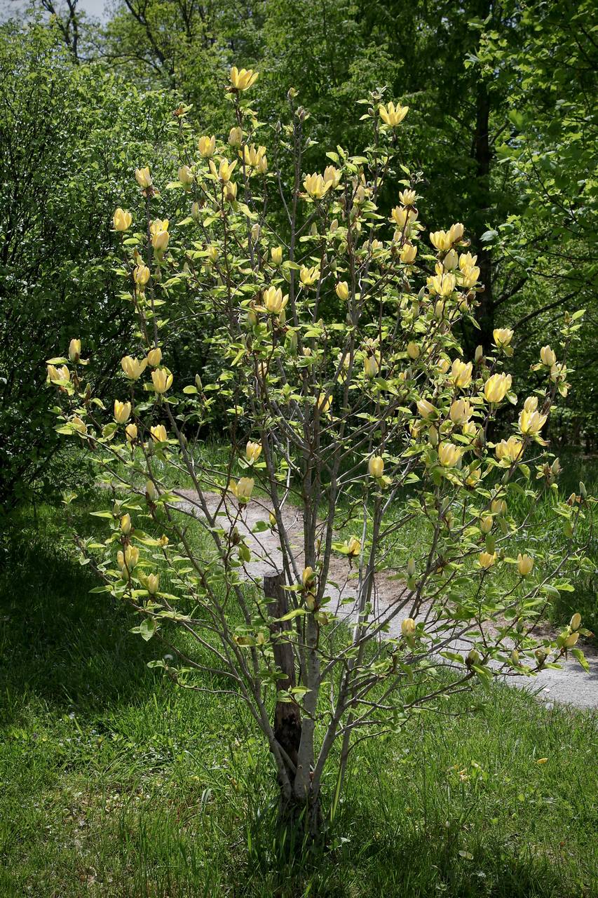 Photo of Cucumber Tree