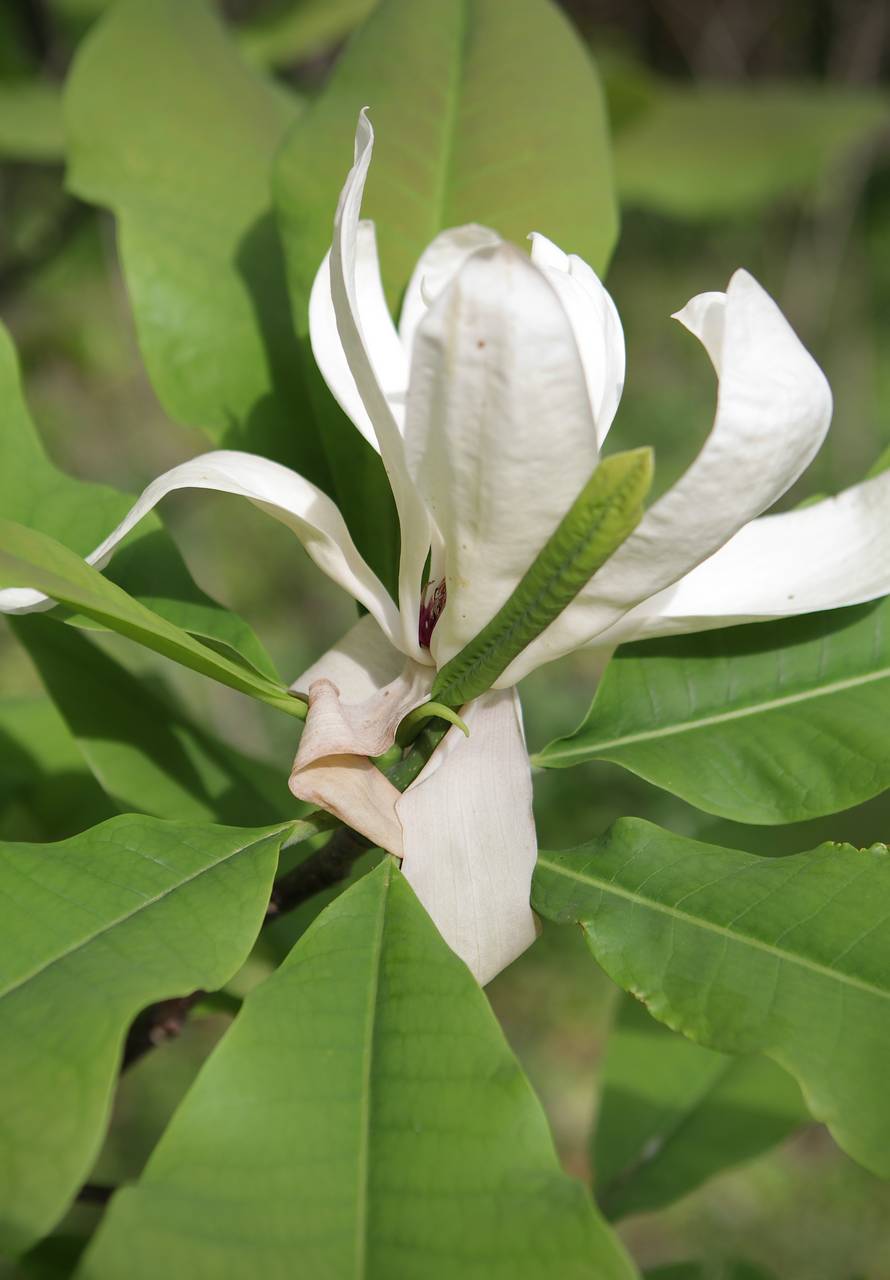 Photo of Umbrella Magnolia