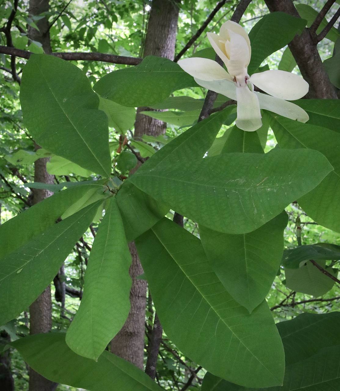 Photo of Umbrella Magnolia