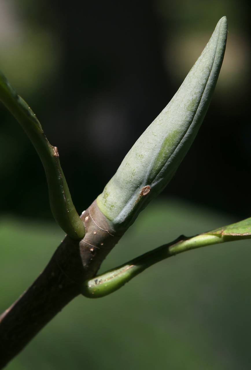 Photo of Umbrella Magnolia