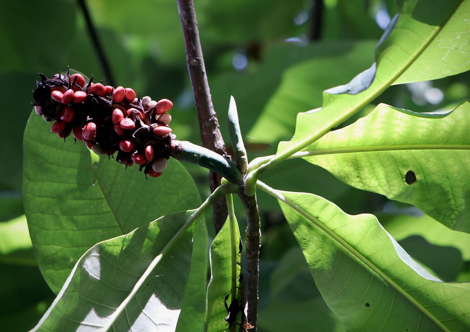 Photo of Umbrella Magnolia