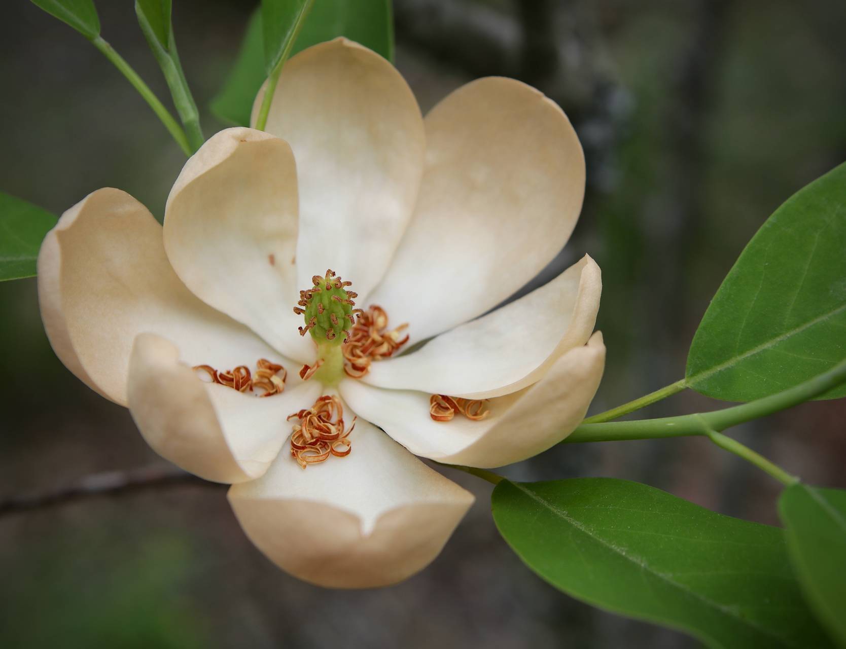 Photo of Sweetbay Magnolia