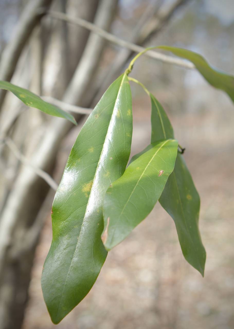 Photo of Sweetbay Magnolia