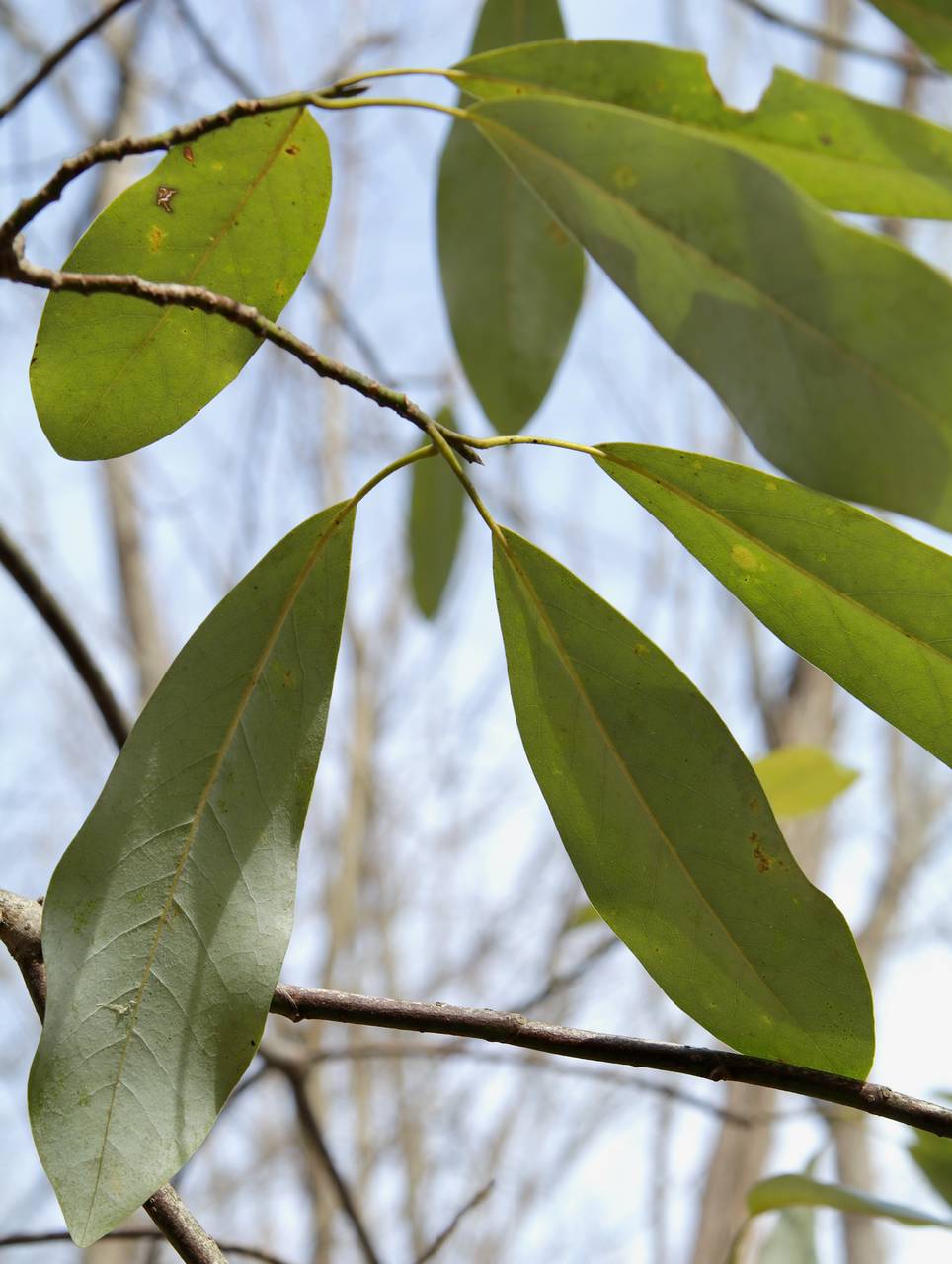 Photo of Sweetbay Magnolia