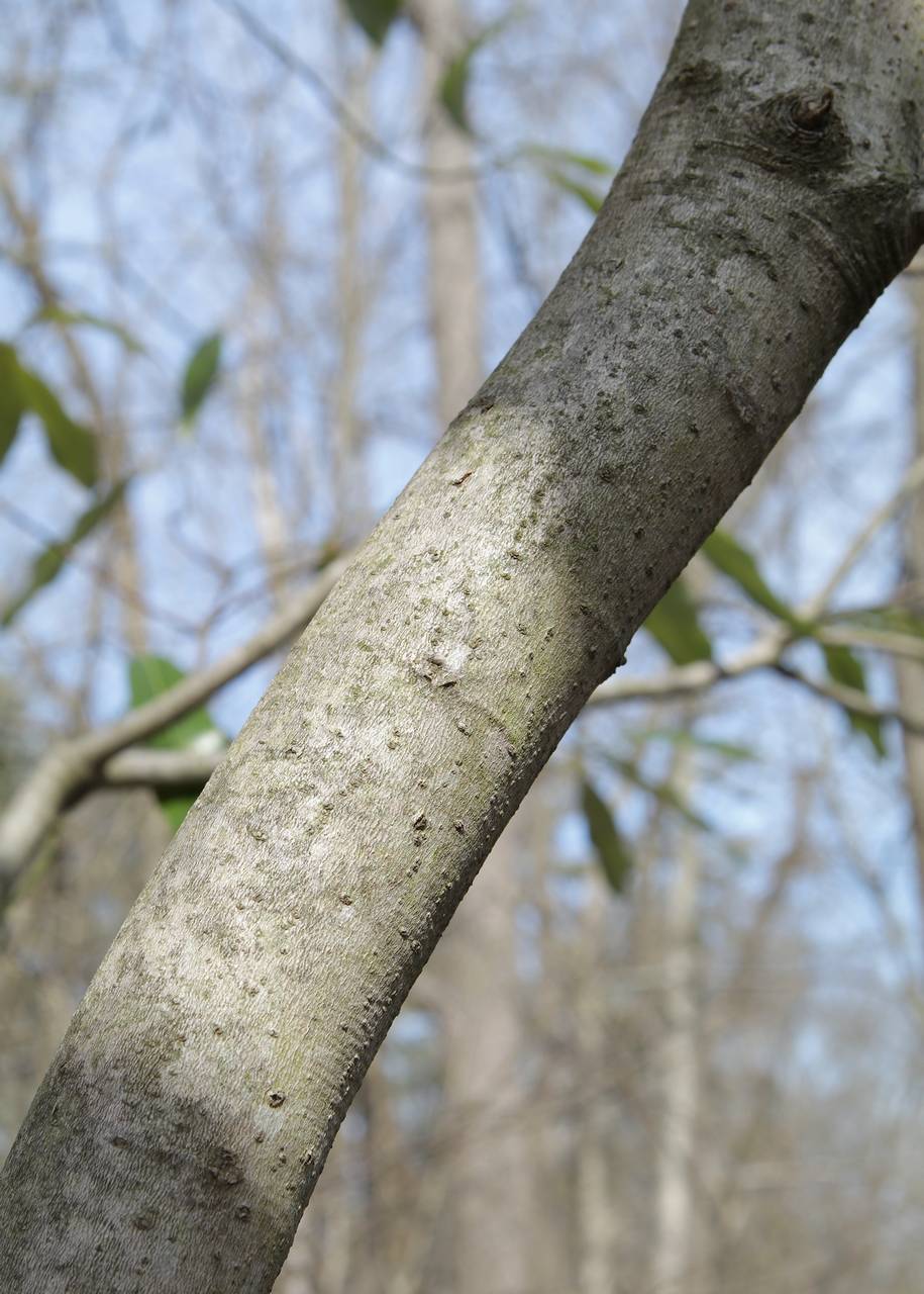 Photo of Sweetbay Magnolia