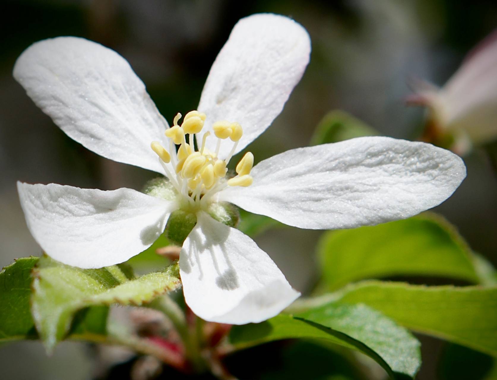 Photo of American Crabapple