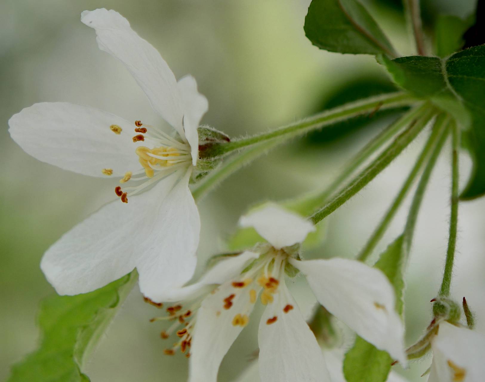 Photo of American Crabapple