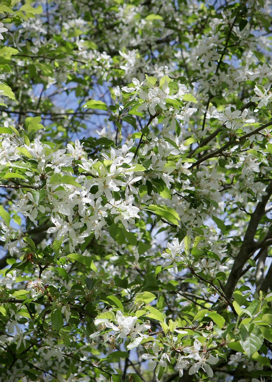 Photo of American Crabapple