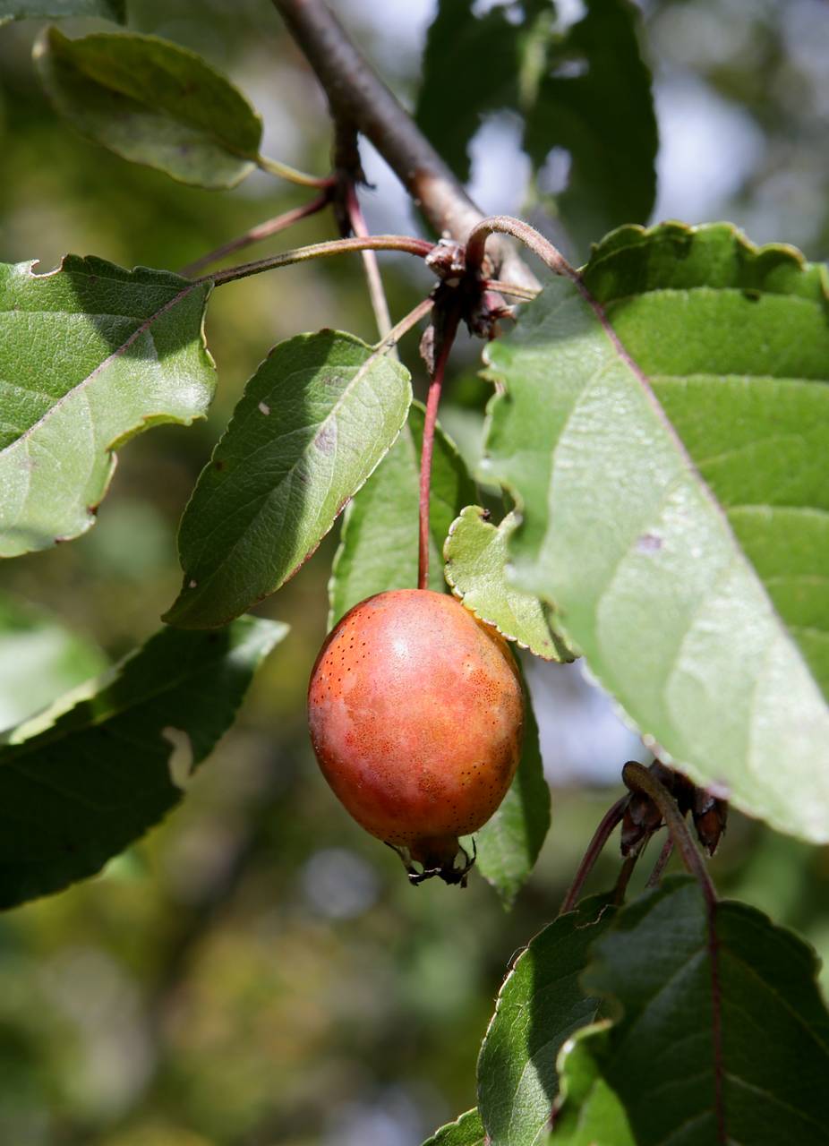 Photo of American Crabapple