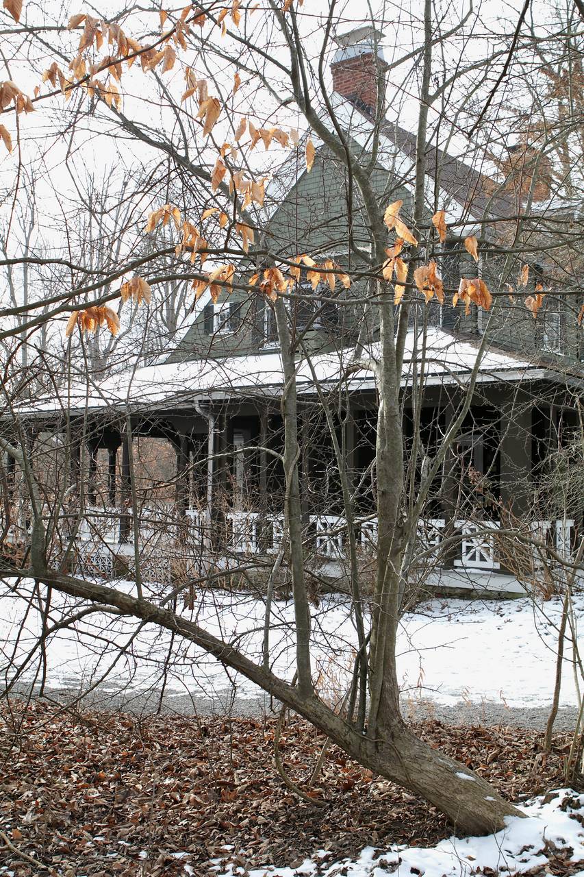 Photo of American Crabapple