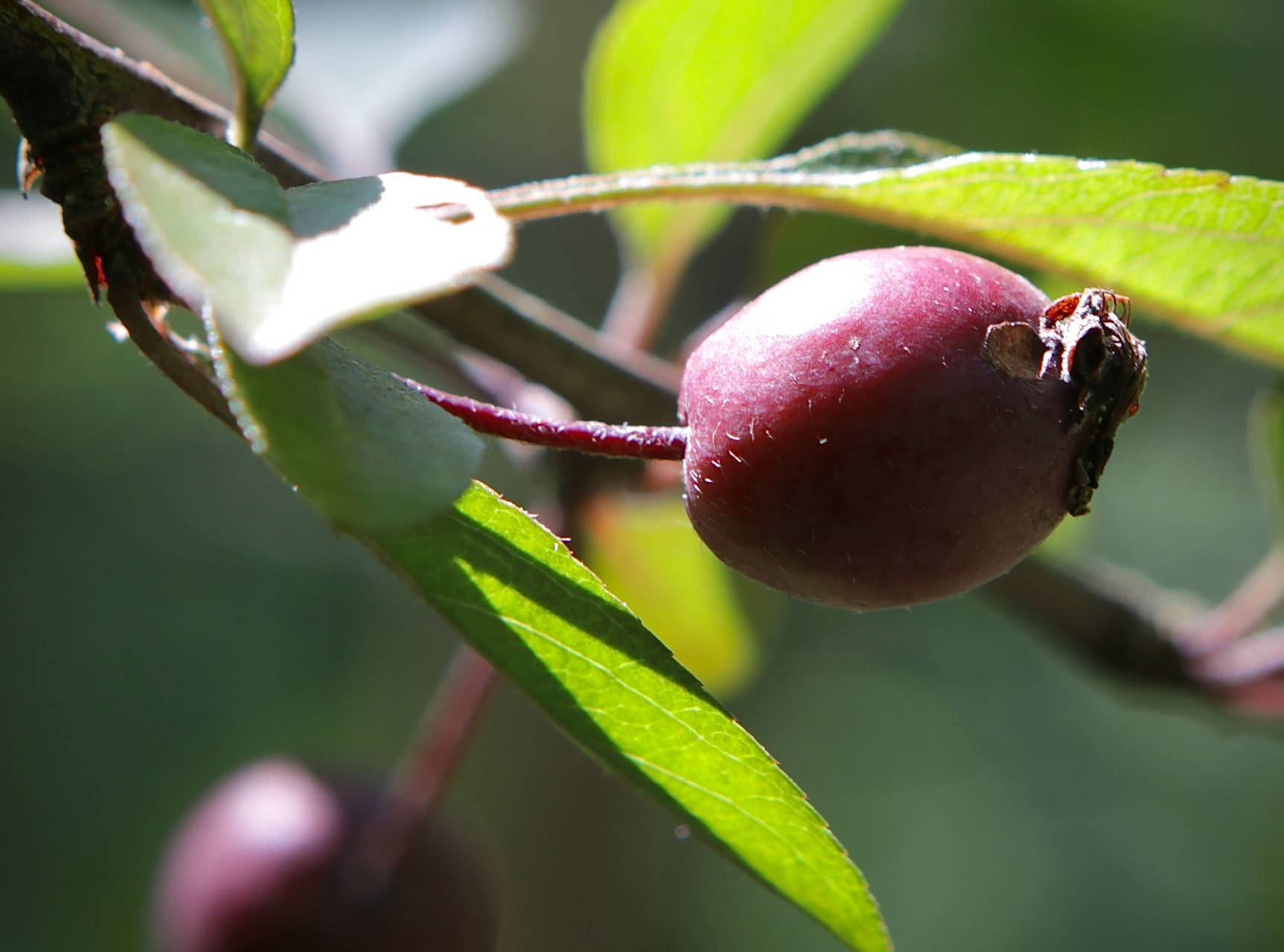 Photo of European Crab Apple