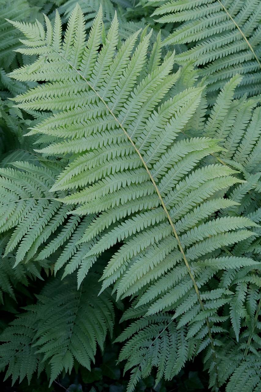 Photo of Ostrich Fern
