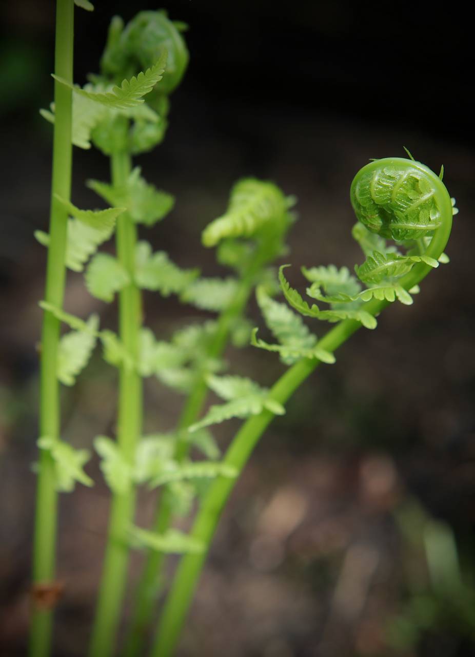 Photo of Ostrich Fern
