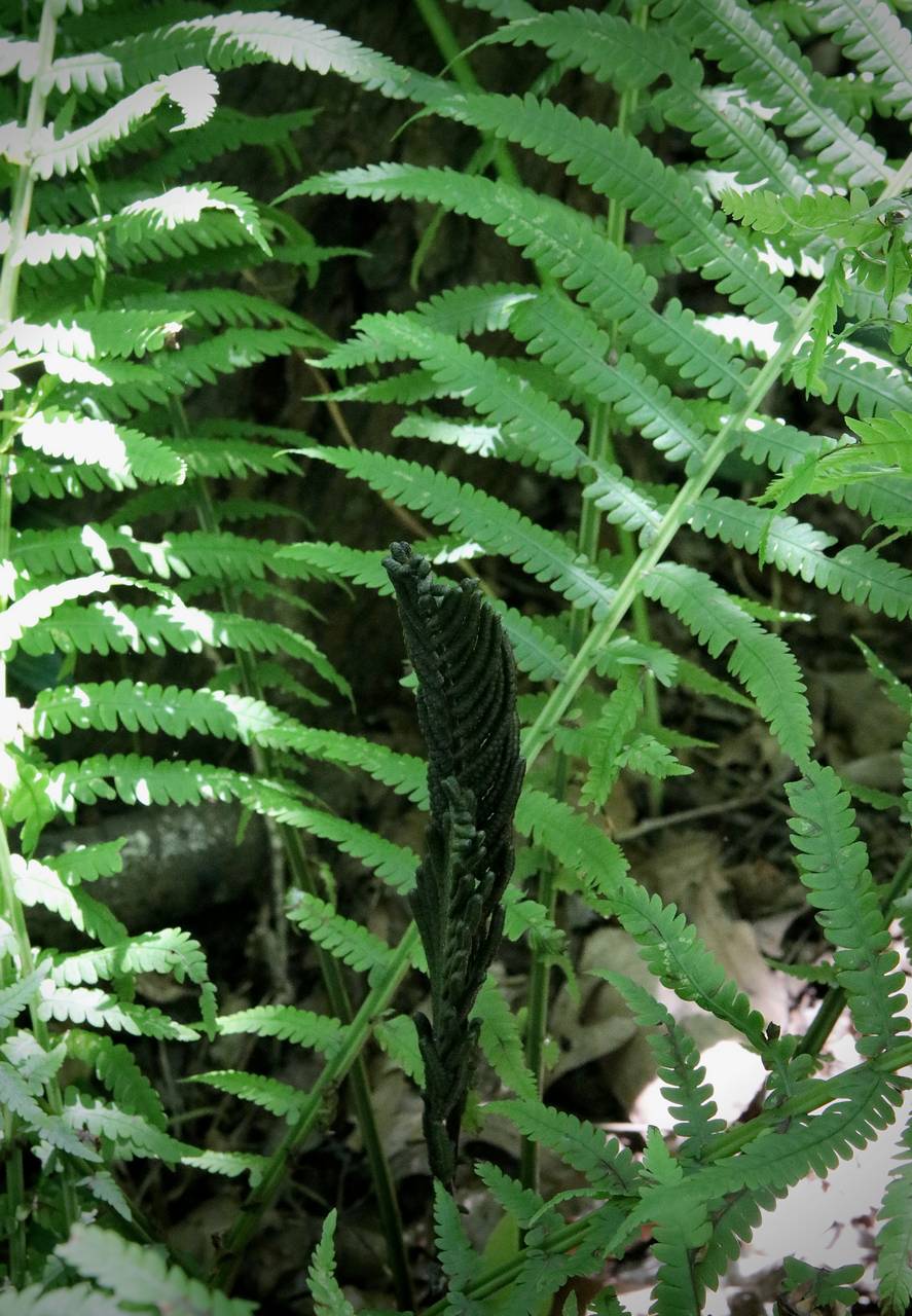 Photo of Ostrich Fern