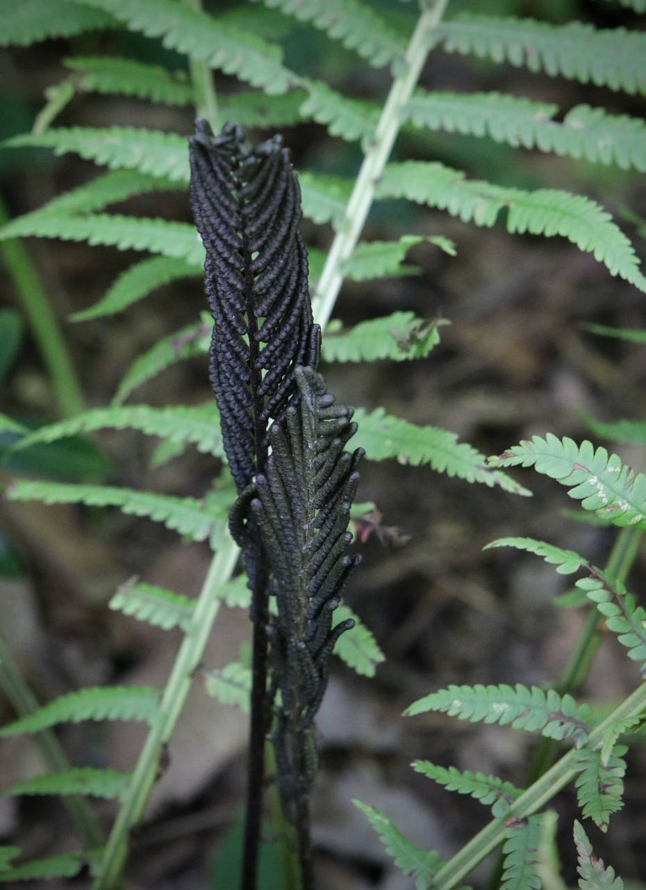 Photo of Ostrich Fern