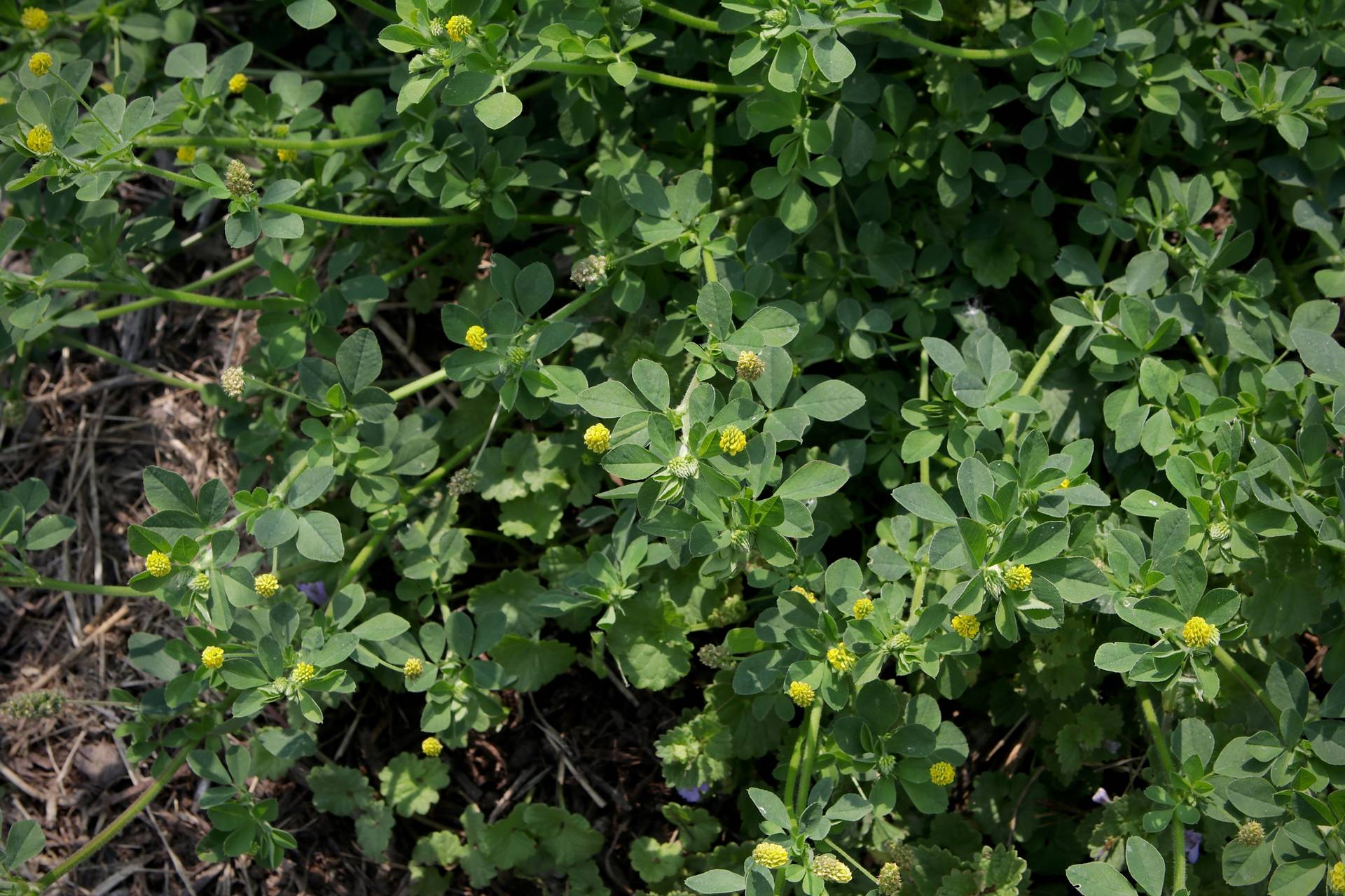 Photo of Black Medic