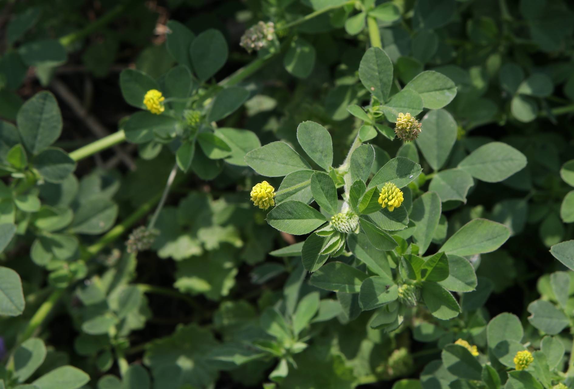 Photo of Black Medic