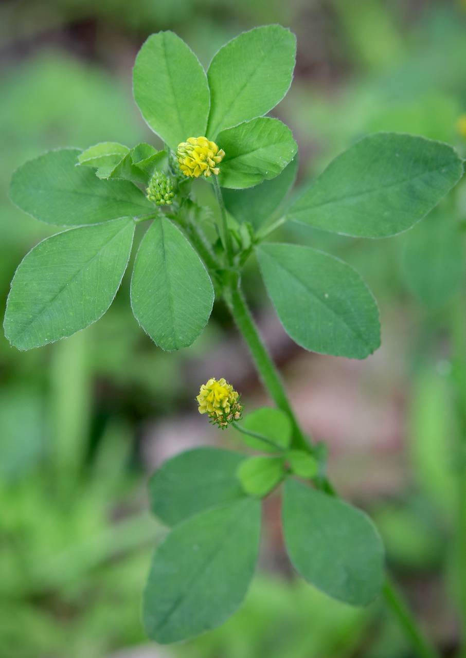 Photo of Black Medic