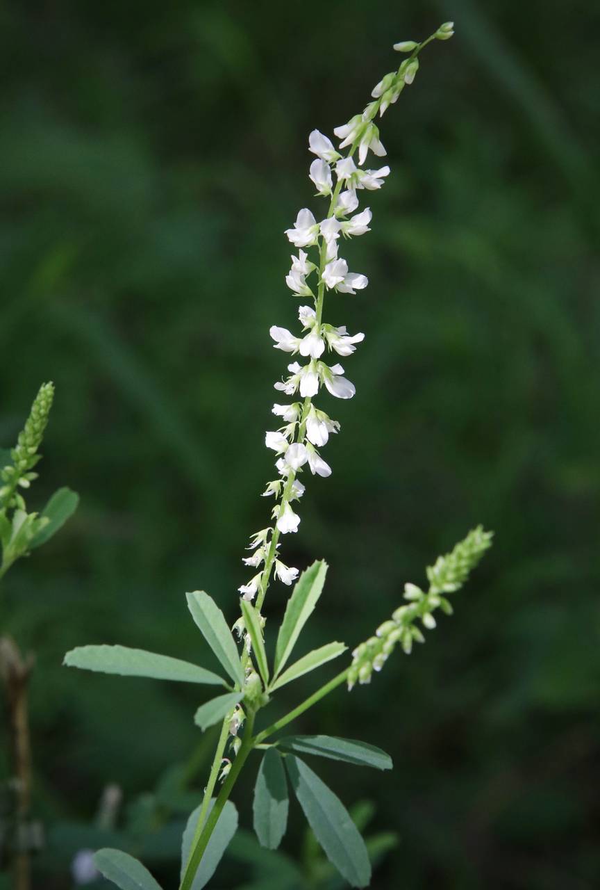 Photo of White Sweet Clover