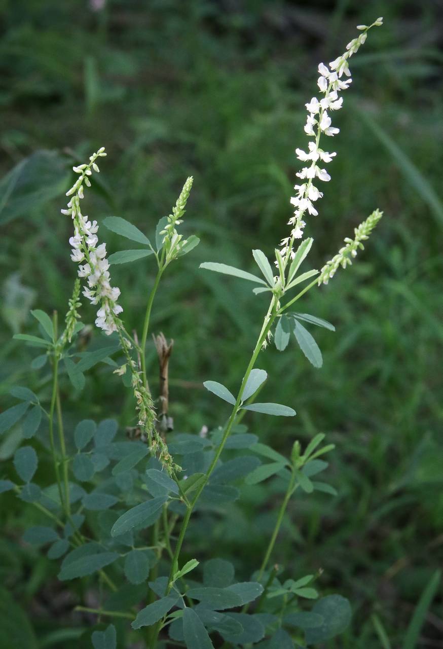 Photo of White Sweet Clover