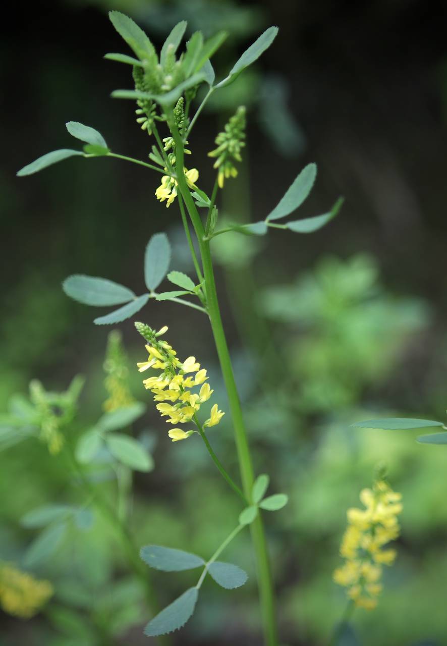 Photo of Yellow Sweet Clover