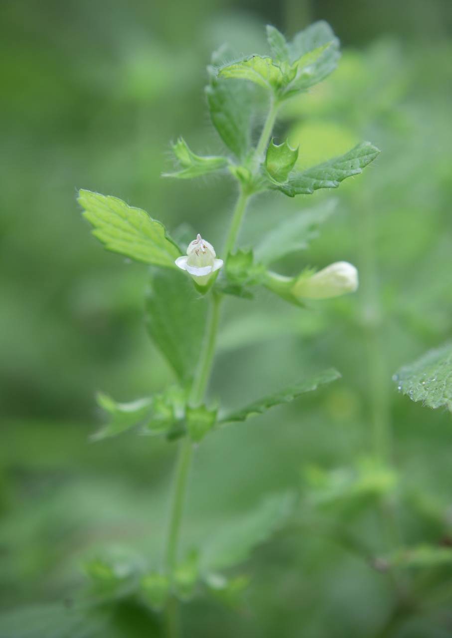 Photo of Lemon Balm
