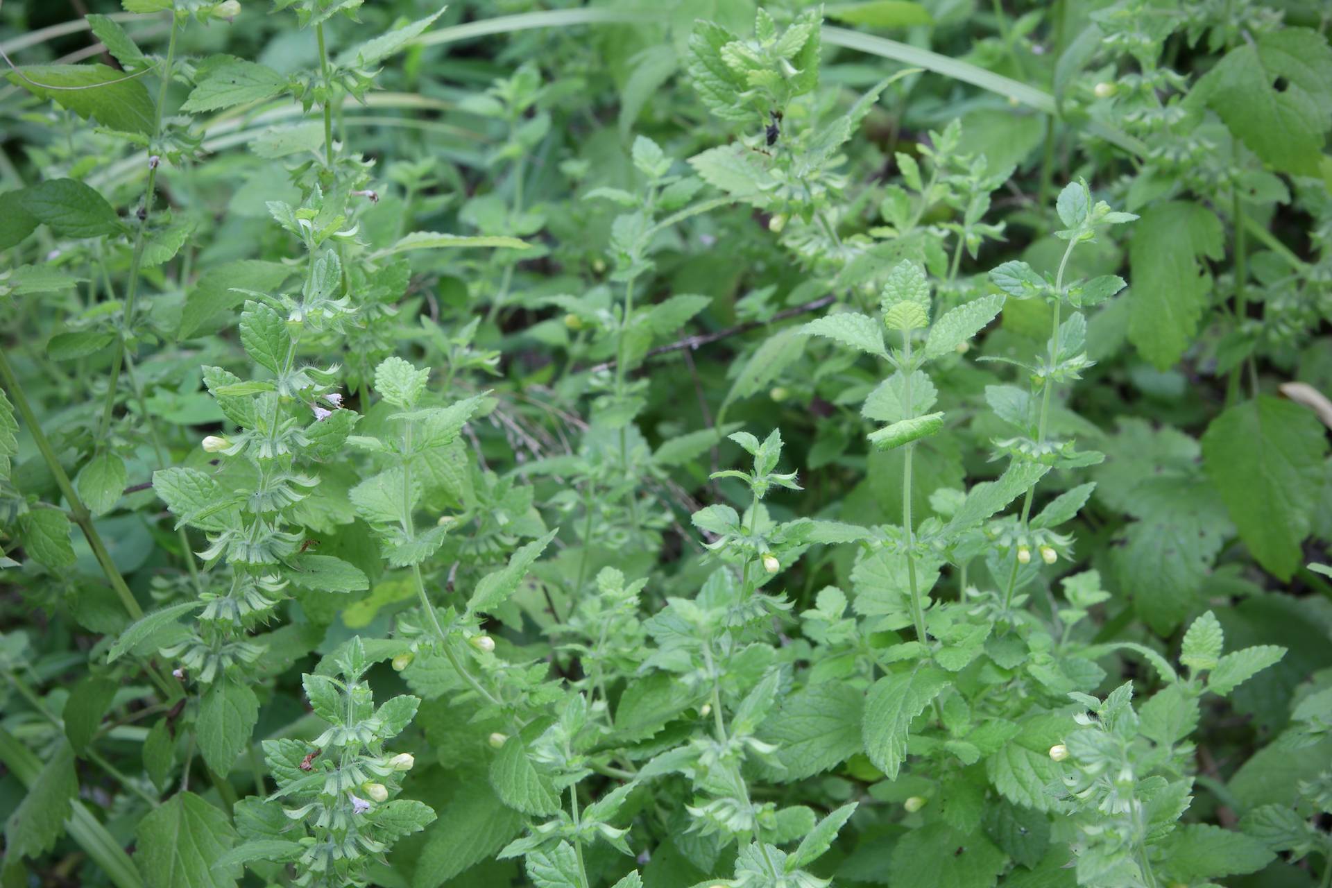 Photo of Lemon Balm
