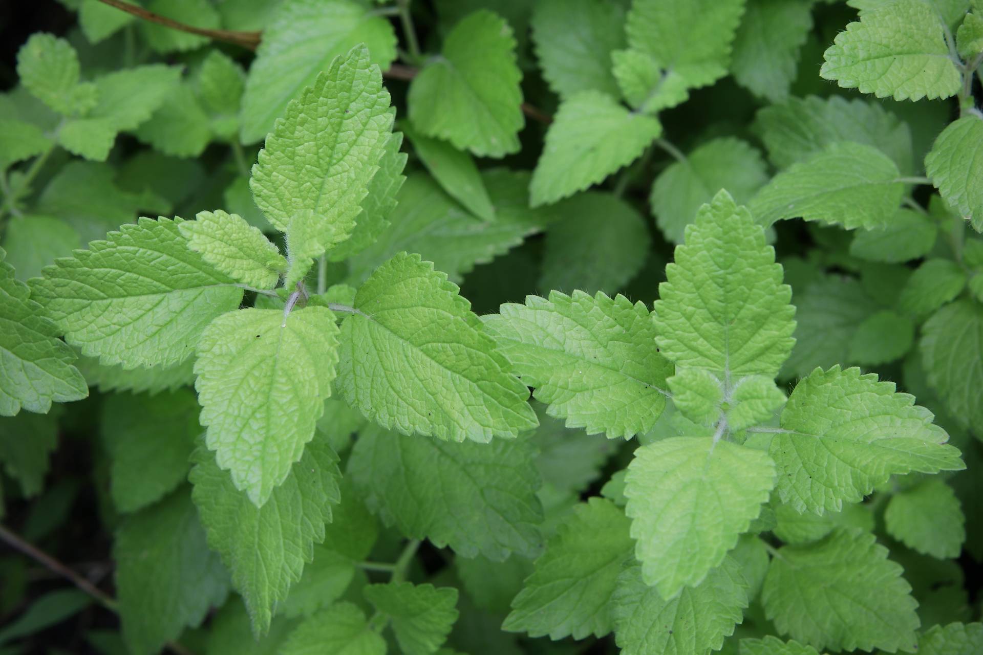 Photo of Lemon Balm