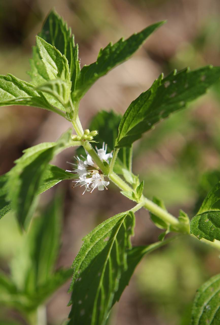 Photo of Wild Mint