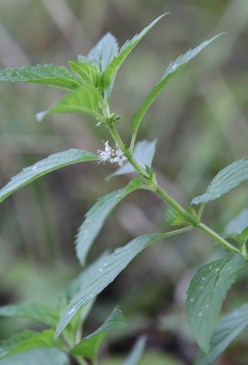 Photo of Wild Mint