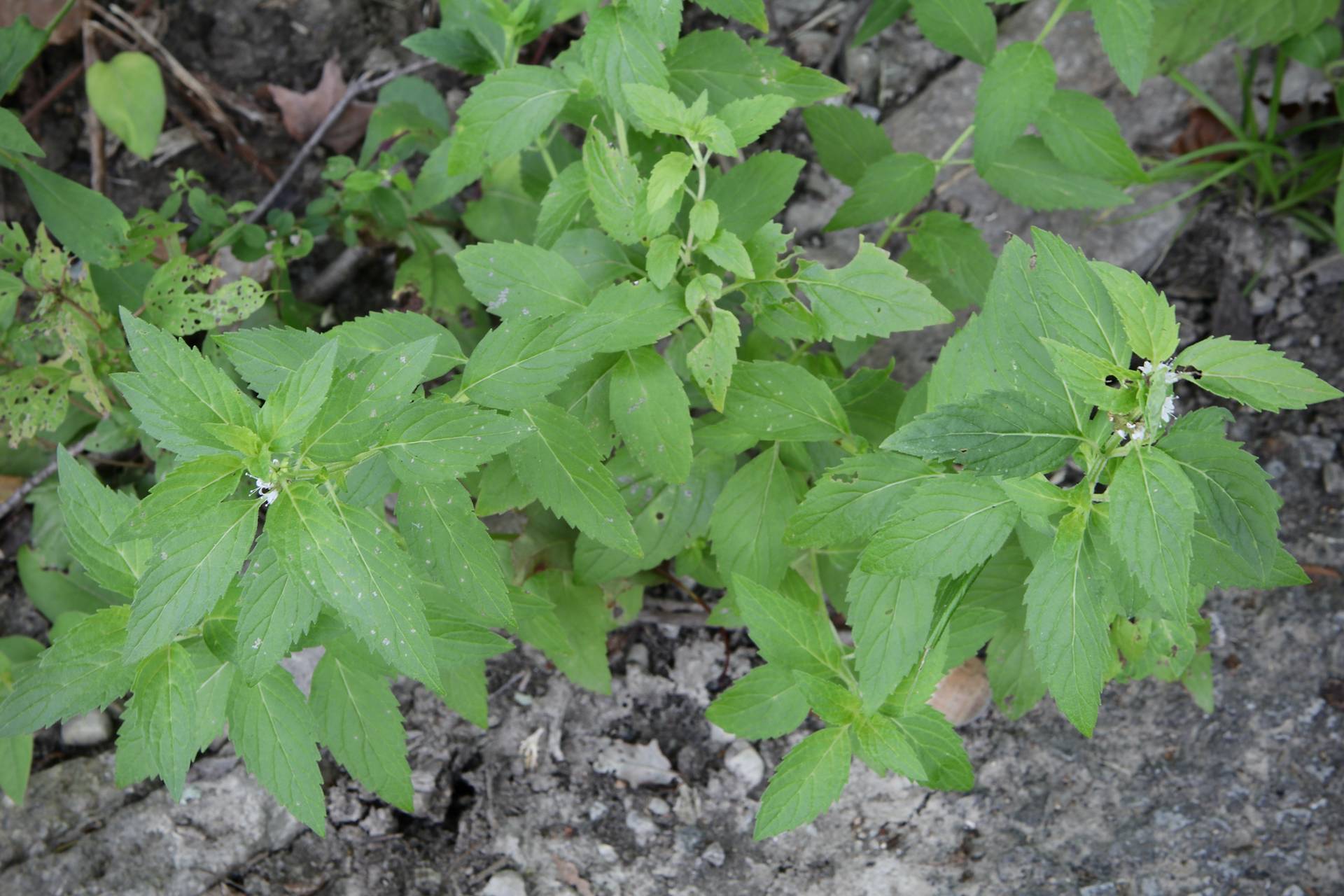 Photo of Wild Mint