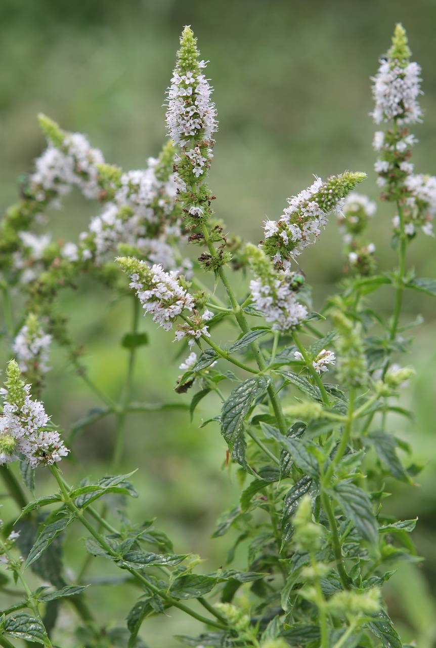 Photo of Spearmint